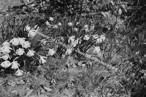 TREES AND PLANTS IN WOOD DAFFODILS